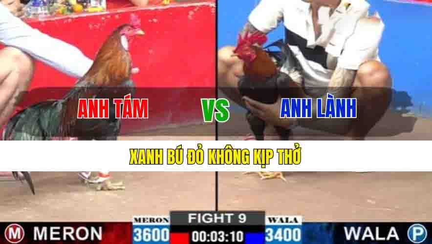 TRẬN 9 CPC2 28/02/2025 - XANH BÚ ĐỎ KHÔNG KỊP THỞ